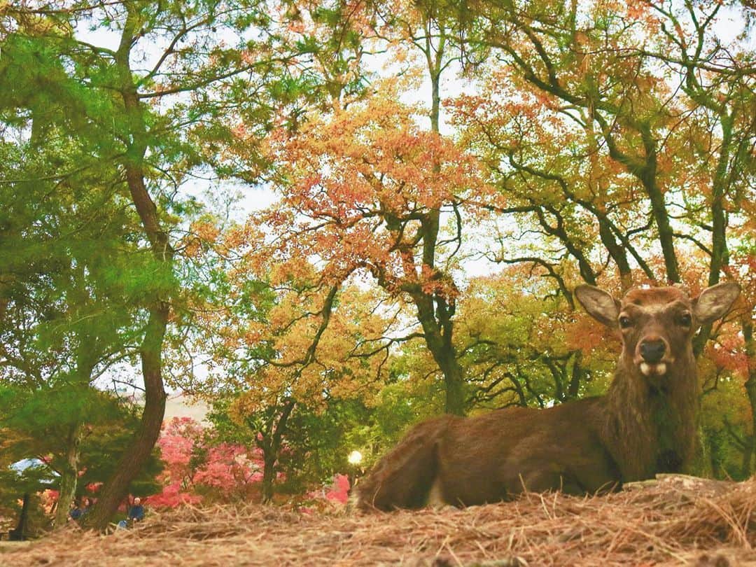 佐藤佳奈さんのインスタグラム写真 - (佐藤佳奈Instagram)「奈良公園に紅葉狩りに行ってきました🍁鹿にせんべいくれよ！！とお尻をどつかれ絶叫😌  #奈良公園 #紅葉狩り」11月19日 18時41分 - kana_sato_sakana