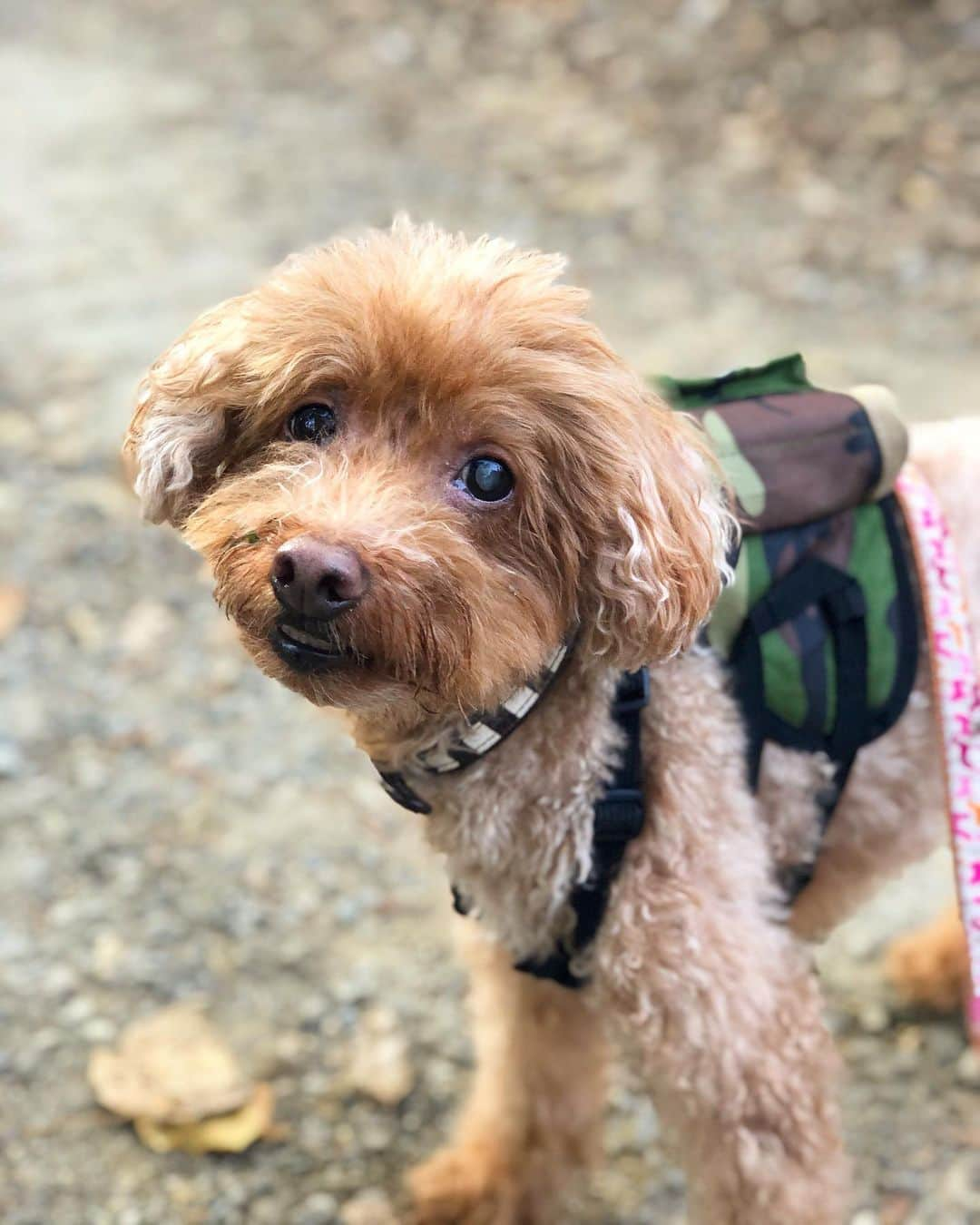 小倉星羅さんのインスタグラム写真 - (小倉星羅Instagram)「高尾山に行ってきたよ🐶🍂 . 2年ぶりだけど登れました🐾 なんか背負わされたけど🎒 目が見えるようになったから階段も降りられた👀 . #minniesan #dogstagram #toypoodle  #白内障」11月19日 18時46分 - seira_ogura