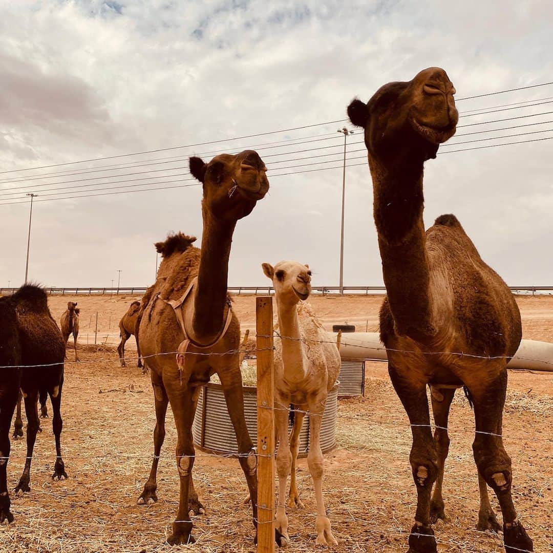 水木一郎さんのインスタグラム写真 - (水木一郎Instagram)「サウジアラビア首都リヤド観光その② ラクダと砂漠の民、ベドウィン。遊牧されているラクダを特別に間近で見せていただきました。山羊もいたよ。優しいオジサンだったゼーット！ #saudiarabia #riadoh #specialtourism #観光 #ラクダ #山羊 #ベドウィン #水木一郎 #ichiromizuki」11月19日 18時47分 - ichiromizuki
