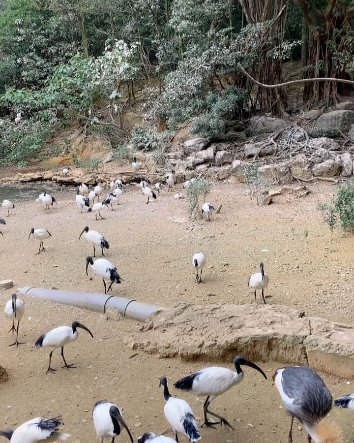 のインスタグラム：「🦚🌈﻿ ひろーーーい園内でのびのびと沢山の動物と触れ合って…﻿ 雰囲気も空気感も景色も最高！！﻿ ﻿ これまた大好きな機関車にも久しぶりに乗れてとっても嬉しそうだったなぁ🚂﻿ ﻿ 体調崩して行きたい所全部行けなかったからまたあったかくなったらリベンジしよ✊🏻﻿ ﻿ #今年の喉風邪長引く🤧🤧🤧」