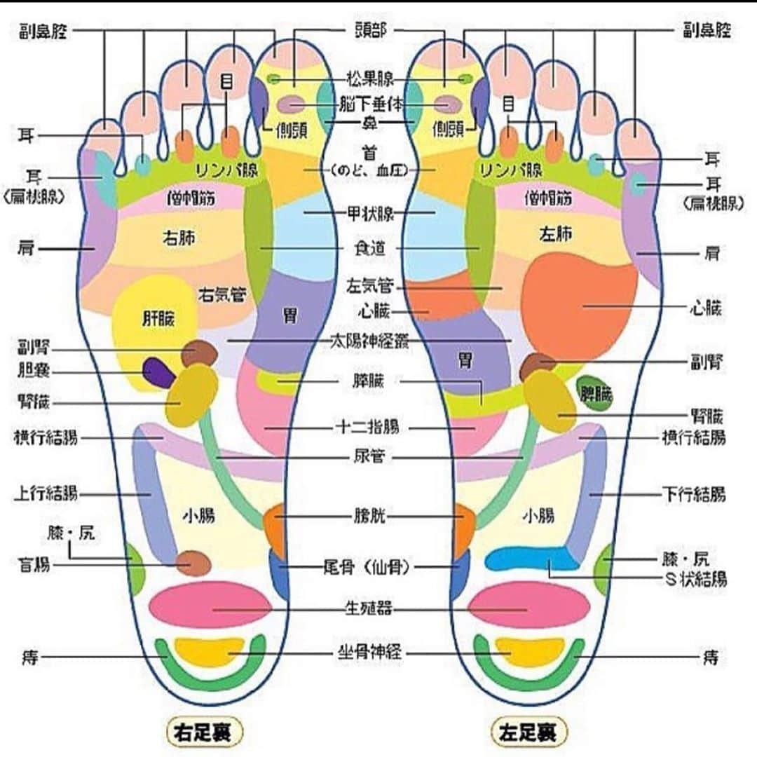 kogao283さんのインスタグラム写真 - (kogao283Instagram)「『#足つぼ マップ』👣 .  足裏には全身のツボがいっぱい  足裏には老廃物がたまりやすいから、 足裏全体をぐりぐりもみほぐす  スッキリします！#反射区#健康 . . #美容情報#女子力#美意識 #ダイエット#アンチエイジング#美肌#マッサージ#ヨガ#ストレッチ#ジム#リンパマッサージ#スキンケア#ヘアアレンジ#可愛くなりたい#小顔になりたい#痩せたい#体質改善#小顔#小顔矯正#温活#妊活」11月19日 19時03分 - kogao283