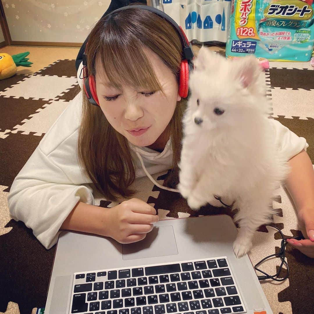 太陽チャンネルのインスタグラム：「. ままのおしごとじゃましたんねん🐶 @pocoapoco0907  このサイズ感が可愛すぎ🥺  #ポメラニアン #ぽめすたぐらむ #ポメラニアン部 #ポメラニアンクリーム #ポメラニアンパピー #ポメラニアン仔犬 #仔犬 #포메라니안 #멍스타그램 #pomeranian #タレ目犬」