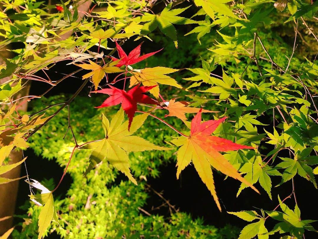 のインスタグラム：「緑色が多い紅葉も綺麗🍁 この日は閉園間近の動物園エリアにも滑り込めました🐨 ・ まだ長く楽しめそうな色でした☻ 残りの#紅葉ライトアップ は11/24,30,12/1だそうです. ・ 初めての#東山動植物園 、広さにびっくりしながら一人で彷徨っていたらリスが来てくれました🐿 #おもてなし隊なごや で紹介されていたバラ園も見頃🌹 ・ #東山動植物園ライトアップ #紅葉狩り #紅葉 #アナウンサー #愛知 #aichi #南雲穂波」
