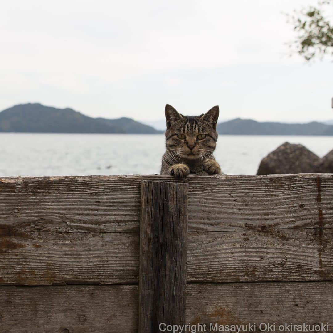 Masayukiさんのインスタグラム写真 - (MasayukiInstagram)「ぴょこ。  #cat #ねこ」11月19日 19時35分 - okirakuoki