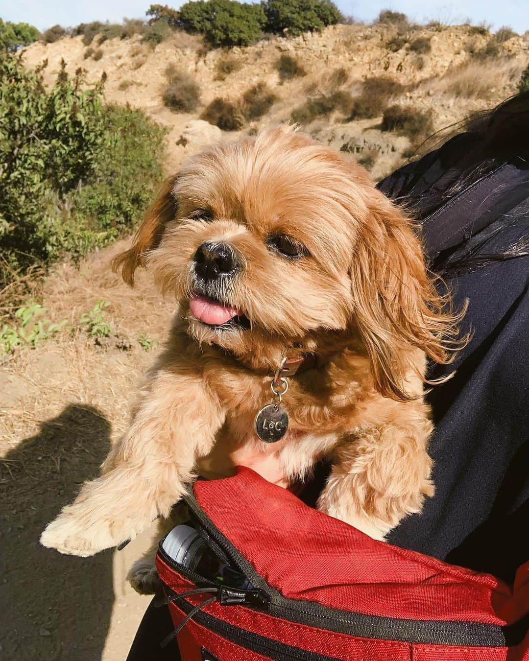 アーデン・チョーさんのインスタグラム写真 - (アーデン・チョーInstagram)「DAY 7 - #OtherPeopleChallenge Happy to start the day off with a great hike, even though I had to carry @chewy_cho for most of it (she extra bougie today) + great talks & yummy brunch with @kaylee.bryant so much love this morning! ♥️」11月20日 6時13分 - arden_cho