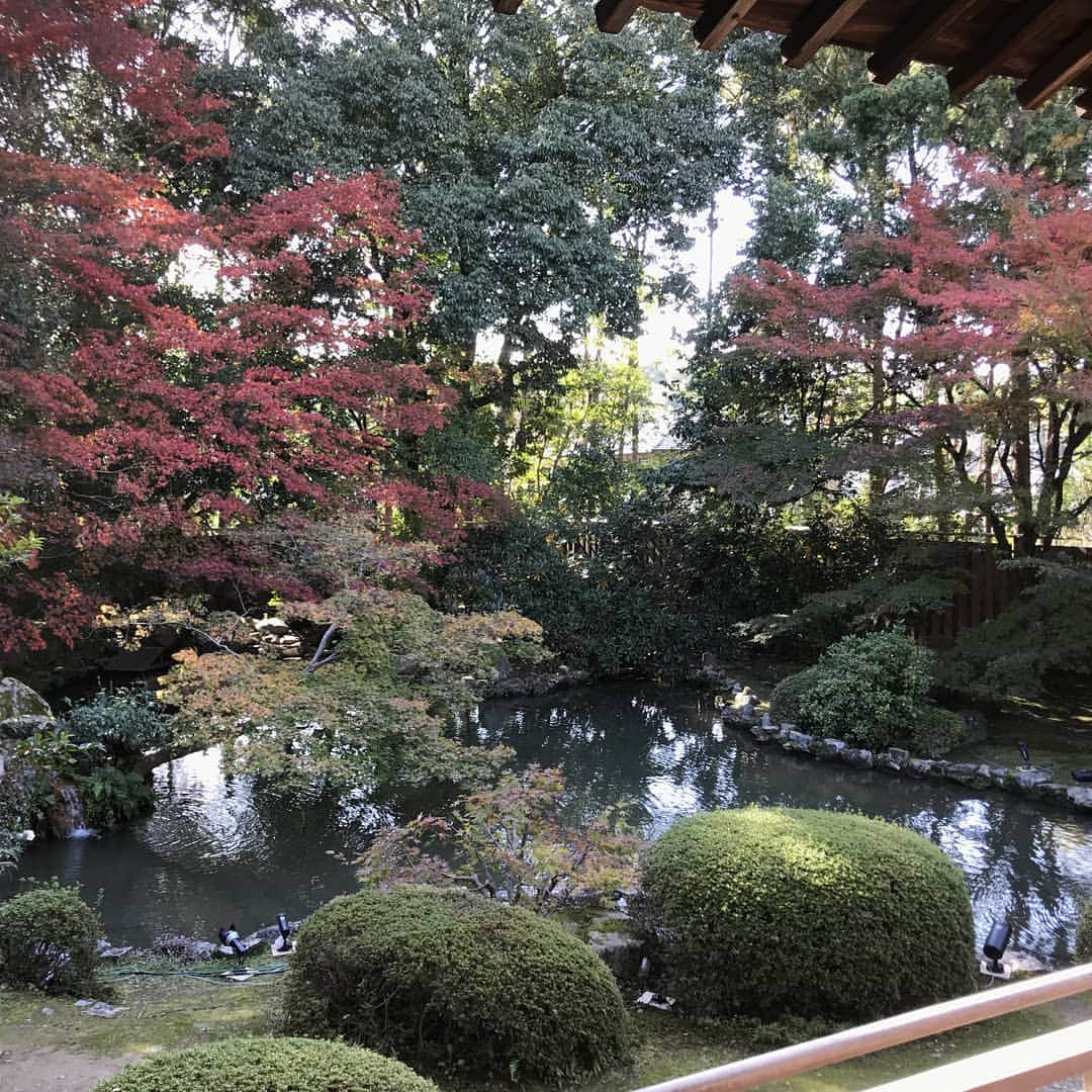City of Kyoto Official Accountのインスタグラム：「紅葉だより2019🍁更新中 https://ja.kyoto.travel/flower/momiji/  写真は本日（11/19）の隨心院さんの様子です。（写真は隨心院さんからご提供いただきました。） #京都 #京都ジェニック #秋 #紅葉#もみじ #隨心院 #🍁 #未来に残したい京都 #京都好きな人と繋がりたい #庭園  #visitkyoto #kyotogenic #autumninkyoto  #zuishinin #fallfoliage #maple #maplemania #mapleleaf #autumnleaves #kyototravel #japantrip #autumn #kyototrip #garden 🍁Kyoto Fall Foliage Calendar 2019🍁 https://fallfoliage.kyoto.travel/」