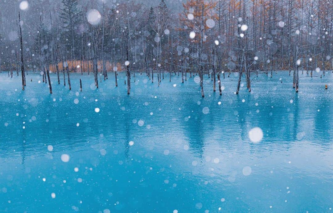kyoko_zzzのインスタグラム：「Powder snow paradise ❄️ #青い池  2019.11.14」