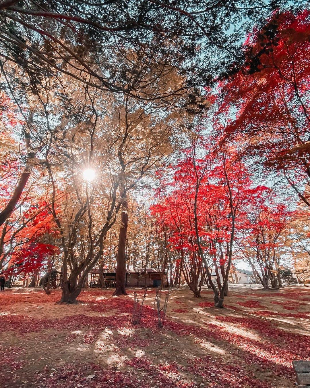 のインスタグラム：「Impressed with Iphone 11 Wide angle lens but even more impressed with @themagicpreset AOMORI preset. See the before and after? It is literally one click away 😢😢🍂 and already sooooo goooooddd  I have to edit like hundreds of pics in the last one week because of my works and @themagicpreset truly comes as a saviour. I sometimes tweak a little bit of brightness and contrast and saturation but thats all. The color grade filter is amazing and I am so proud of it 💖🍂」