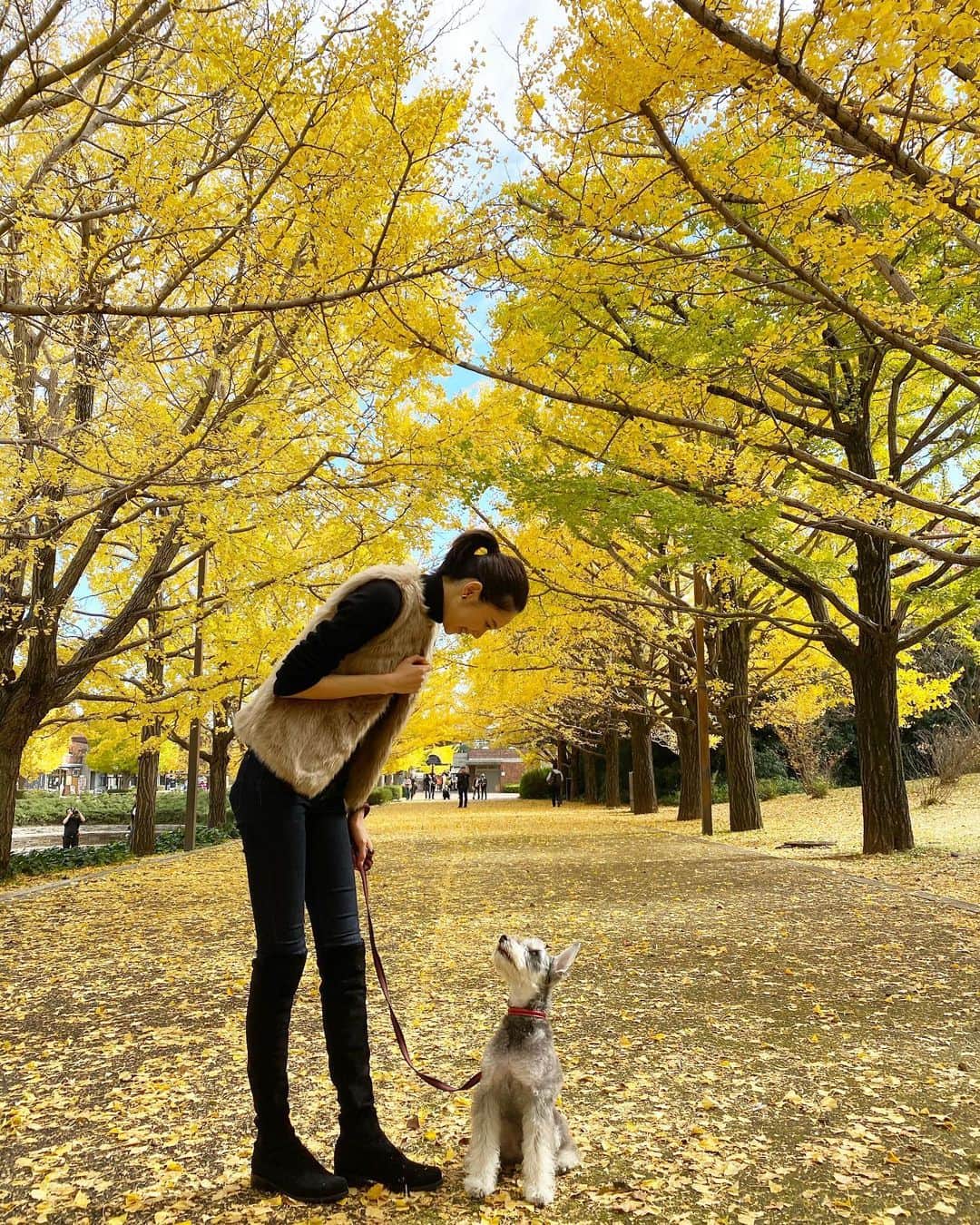 橋本まゆのインスタグラム：「ハル🐶も一緒に﻿ 銀杏並木を見に行ってきました﻿ ﻿ スライド3枚目…ハルのタッチ🤣﻿ ﻿ ちょうど見頃で106本の黄金色のトンネル、地面は黄金色の絨毯、とっても綺麗でした💓﻿ 今年は少し遅めの色付きだったみたいで間に合って良かった☺️﻿ ﻿ 銀杏の次は紅葉が楽しみ🍁﻿ ﻿ #銀杏#銀杏並木#秋#日本の四季#ミニチュアシュナウザー﻿#iPhoneカメラ#fashion#miniatureschnauzer」