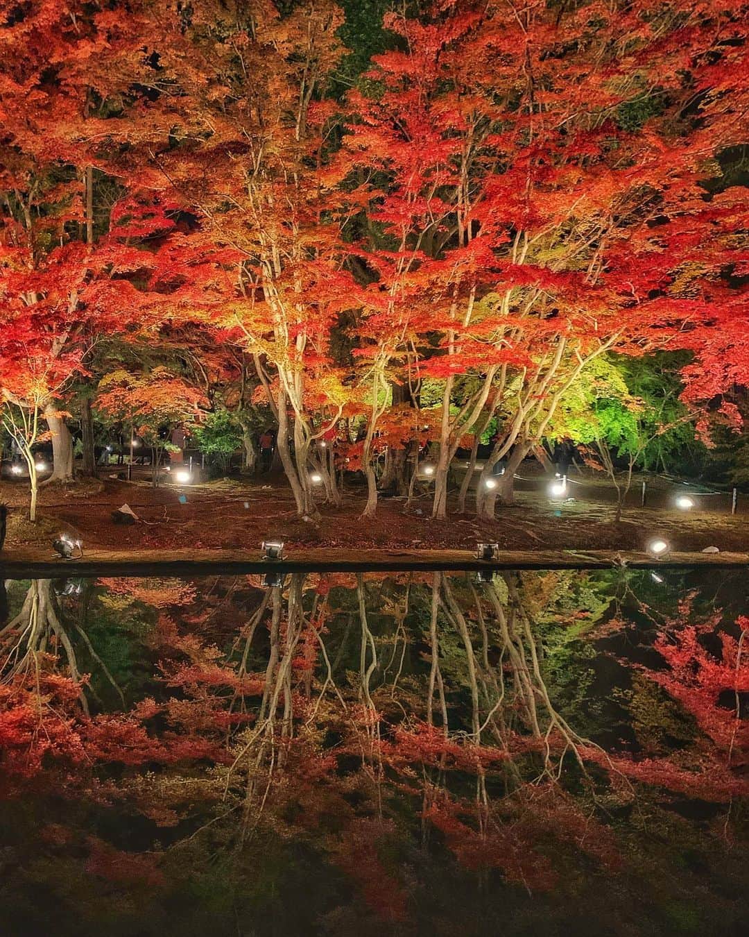 s_shoheyのインスタグラム：「. 曽木公園ライトアップ 1時間半の渋滞を乗り越えて、、、😨 .」