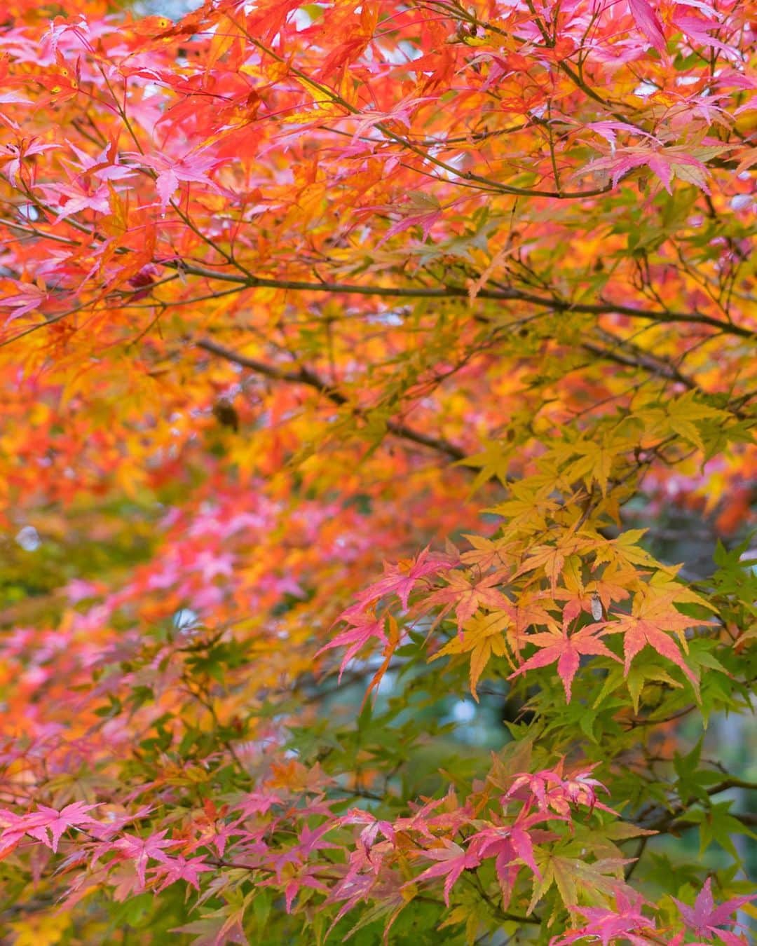 詩歩さんのインスタグラム写真 - (詩歩Instagram)「🍁﻿ ﻿ Autumn is here in Kyoto！⛩ This photo was taken at Jingo-ji temple, located in the northwest part of Kyoto-city, where the fall come a bit earlier than city central. You can access here by using bus from Kyoto stn.(about 1 hour)﻿ ﻿ ﻿ 京都で一足早い紅葉狩りへ🍁﻿ ﻿ ﻿ 京都市右京区・高尾エリアにある神護寺。﻿ ﻿ 平安時代に由来をもつ真言宗の寺院。﻿ かつては、あの弘法大師空海が住持し、最澄も訪れた仏教史にとって大切なお寺です。﻿ ﻿ 長くて急な石階段は、その時代からあったんだろうか…。﻿ 400段を超える階段は、まさに訪れる者を試しているような気がします。﻿ ﻿ 神護寺は京都市内では標高が高い場所にあるので”京都でいちばん早く紅葉する”と言われているそうです。﻿ ﻿ 長い階段だけど、グラデーションの紅葉をキョロキョロ見ながら登れば全然ツラくない！﻿ 帰りには茶屋で「もみじの天ぷら」もいただいて、一足早い紅葉狩りを楽しんできました🍁﻿ ﻿ 京都駅からバスでアクセスできますよっ🚌💨﻿ ﻿ 今年の紅葉は一気に色づかずにグラデーションになりそうだから、その分長い期間楽しめるかな☺﻿ ﻿ ﻿ 🍁紅葉の見頃については公式アカウントにて／Official account of the temple﻿ @jingo_ji﻿ ﻿ ﻿ 📷この写真は、人が枝で隠れる一瞬を友だちが撮影してくれました﻿ よーく見ると、葉っぱの下に人がたくさんいます。笑﻿ ﻿ ﻿ 📷18th Nov 2019﻿ 📍神護寺（じんごじ）／京都﻿ 📍Jingoji temple／Kyoto Japan﻿ ﻿ ﻿ ﻿ ©詩歩/Shiho」11月19日 23時05分 - shiho_zekkei