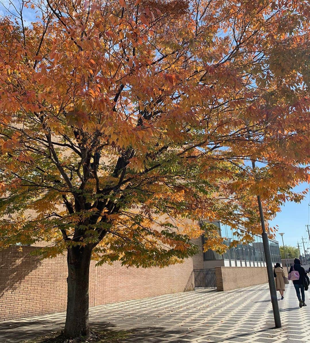 鈴木結女さんのインスタグラム写真 - (鈴木結女Instagram)「今日もみんなの歌声に、感じる事が沢山ありました。友達の歌を聴いての感想コメントも、前期に比べ、よりピンポイントかつ明確、的確になってきており、それも大変頼もしく感じています。 最終授業までいよいよカウントダウン。このまま全力で！ #洗足学園音楽大学 #洗足学園音楽大学声優アニメソングコース #Autumn2019」11月19日 23時22分 - yumelynx