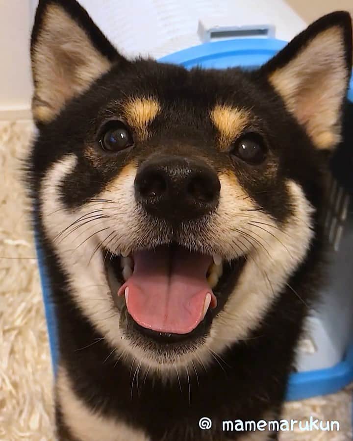 まめ丸のインスタグラム：「* * べっそー🏠でおやつ🍪 もらったよー🐶💓 * I’m ready for a snack🐶💓 * #ぼくがおうちに来たときのキャリー🐶 #せまいけどおちつくよ💓 #まめ丸の別荘 🏠 * #柴犬#豆柴#柴#黒柴#黒豆柴#犬#日本犬#shiba#shibainu#shibastagram#shibadog#puppy#instadog#dogstagram#dog#instashiba#petstagram#pet#buzzfeedanimals#cute#cutedog#강아지#멍스타그램#weeklyfluff#dailyfluff#まめスマイル」