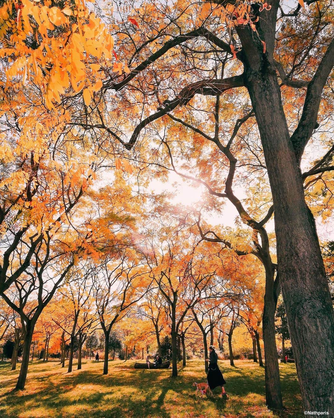 nathparisのインスタグラム：「Day of light ✨🍁🍂」