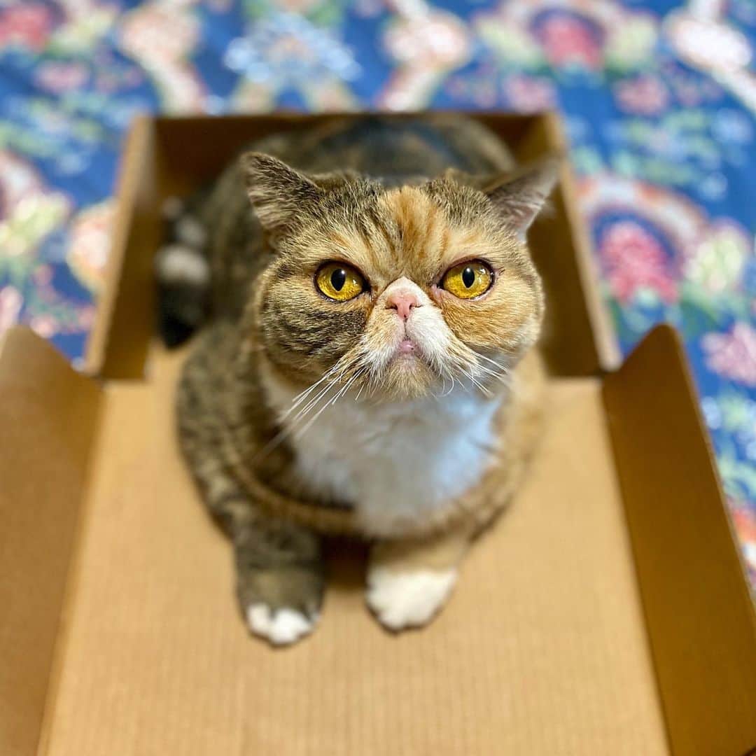 Tinaのインスタグラム：「Give this girl everything she wants! 😻❤️#ThatFace」