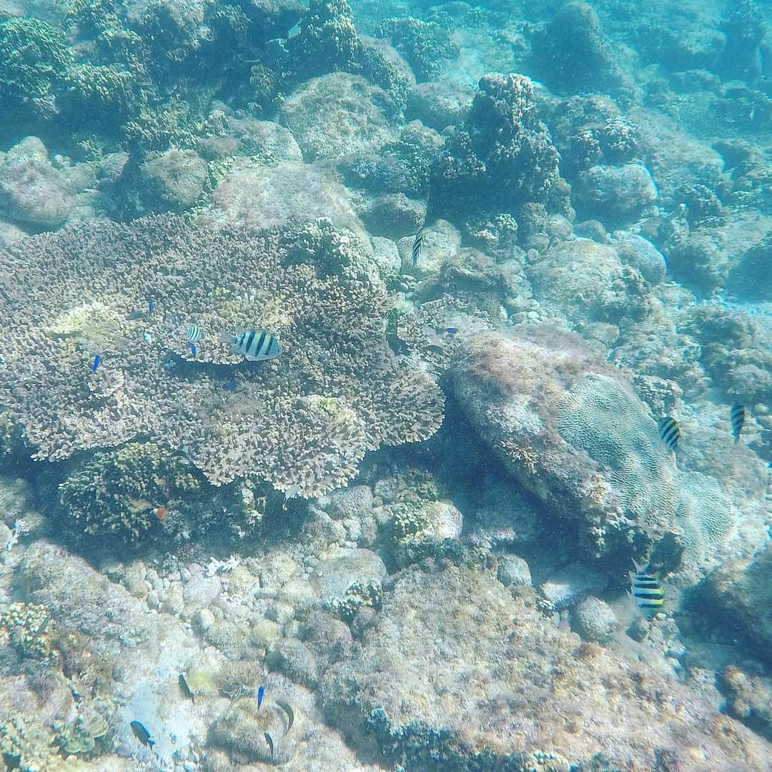 石川瑠利子のインスタグラム：「. . 先日、伊豆諸島のひとつである神津島に行ってきました😋 青く澄んだ海に入ると全身でリラックスできるのでとっても気持ちがいいのです…❤︎ . 島の北端に位置する赤崎遊歩道では楽しみにしていたシュノーケリング🐠 お魚たくさんいた👀✨✨ . . #travel #japan #sea #海好き #島好き #神津島 #伊豆諸島 #赤崎遊歩道」
