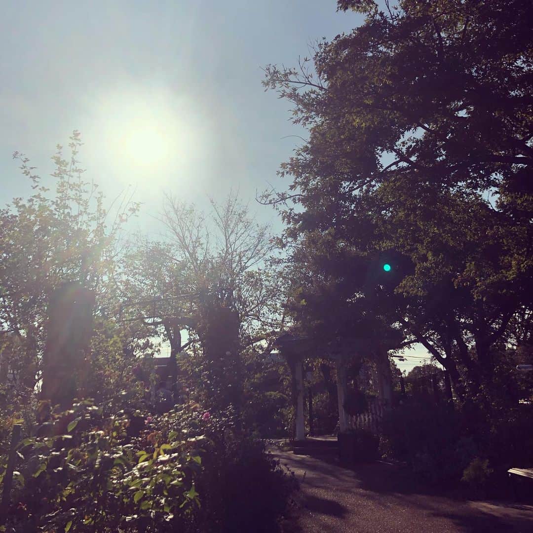 ハマカワフミエのインスタグラム：「夕陽のなか　呼んでみたら やさしいあなたに　逢えるかしら  #yokohama  #rosegarden #kokurikozakakara」