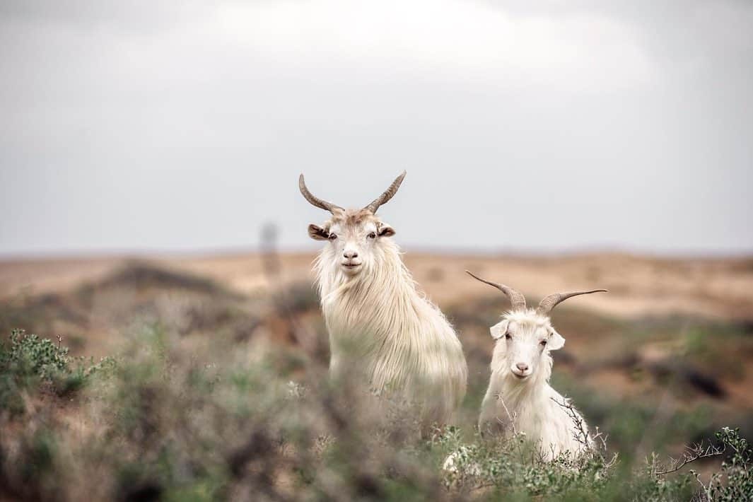 LVMHさんのインスタグラム写真 - (LVMHInstagram)「The ecological imperative is part of the Group and its Maisons’ priorities.  Loro Piana unveiled ‘Cashmere – The Origin of a Secret’, a film directed by the ecologist Luc Jacquet.The film aims to reveal the life of traditional goat herders of Mongolia and Inner Mongolia. As Loro Piana always defended the work of these remote places in the world, this project is echoing the Maison’s commitment to work with nature and help natural environments and local cultures.  #LVMH #TheOriginOfASecret #Cashmere #LoroPiana」11月20日 2時26分 - lvmh