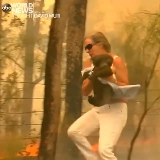 ティモシー・サイクスのインスタグラム：「⚠WARNING GRAPHIC IMAGES⚠ Repost from @karmagawa KOALA RESCUE: A good Samaritan just rescued this injured koala from an Australian bushfire after spotting the animal crossing a road in New South Wales; more than 350 marsupials are feared dead amid fires that have charred about 2.5 million acres of farmland and bush and destroyed more than 500 homes, along with killing 4 people so far. Please share this video with your followers and tag people, celebrities and influencers who need to see it and tell them to share it too as the world needs more good Samaritans helping animals in need! Great video @abcworldnewstonight #wildfire #animalrescue #savethekoala #karmagawa」