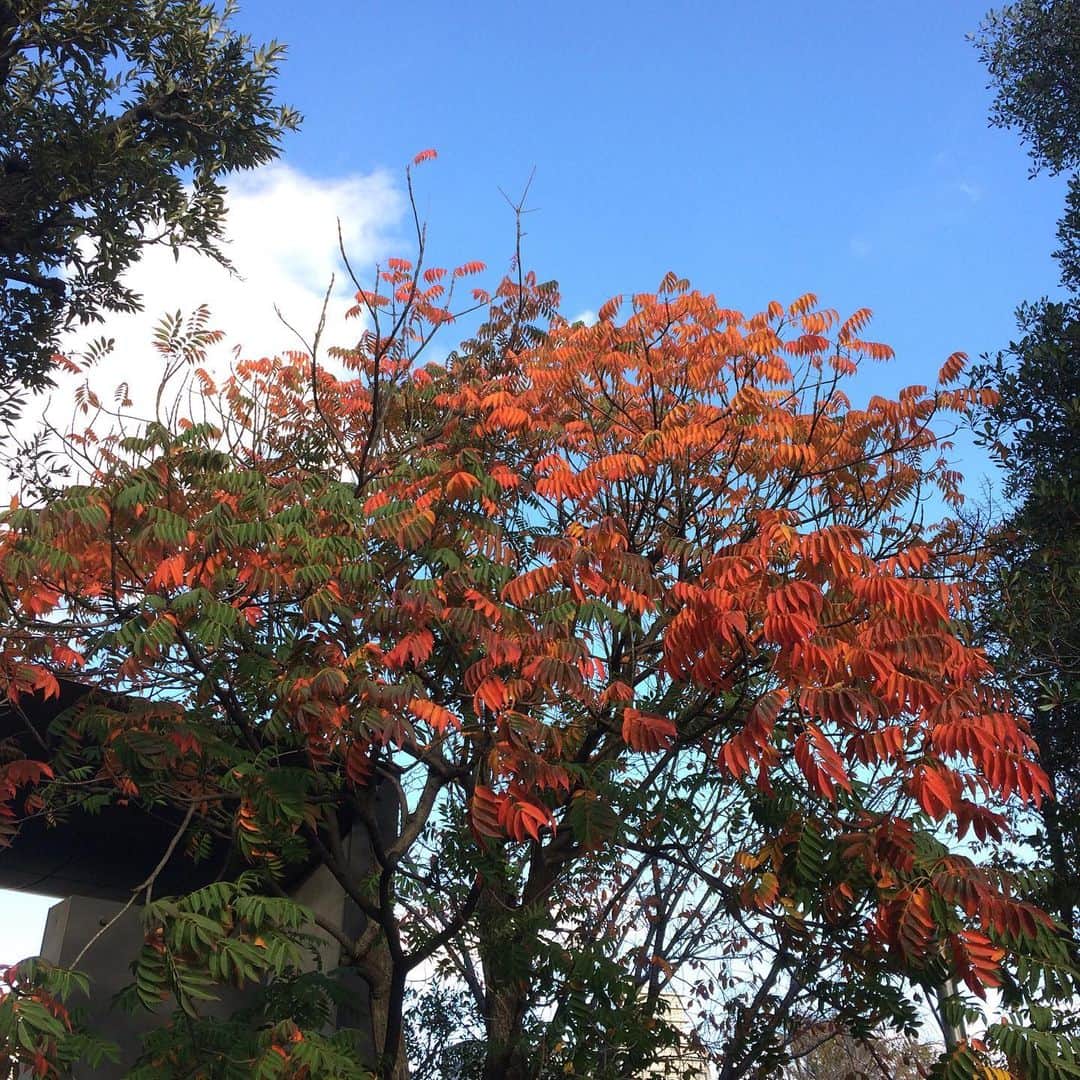 松田洋治のインスタグラム：「都内も紅葉」