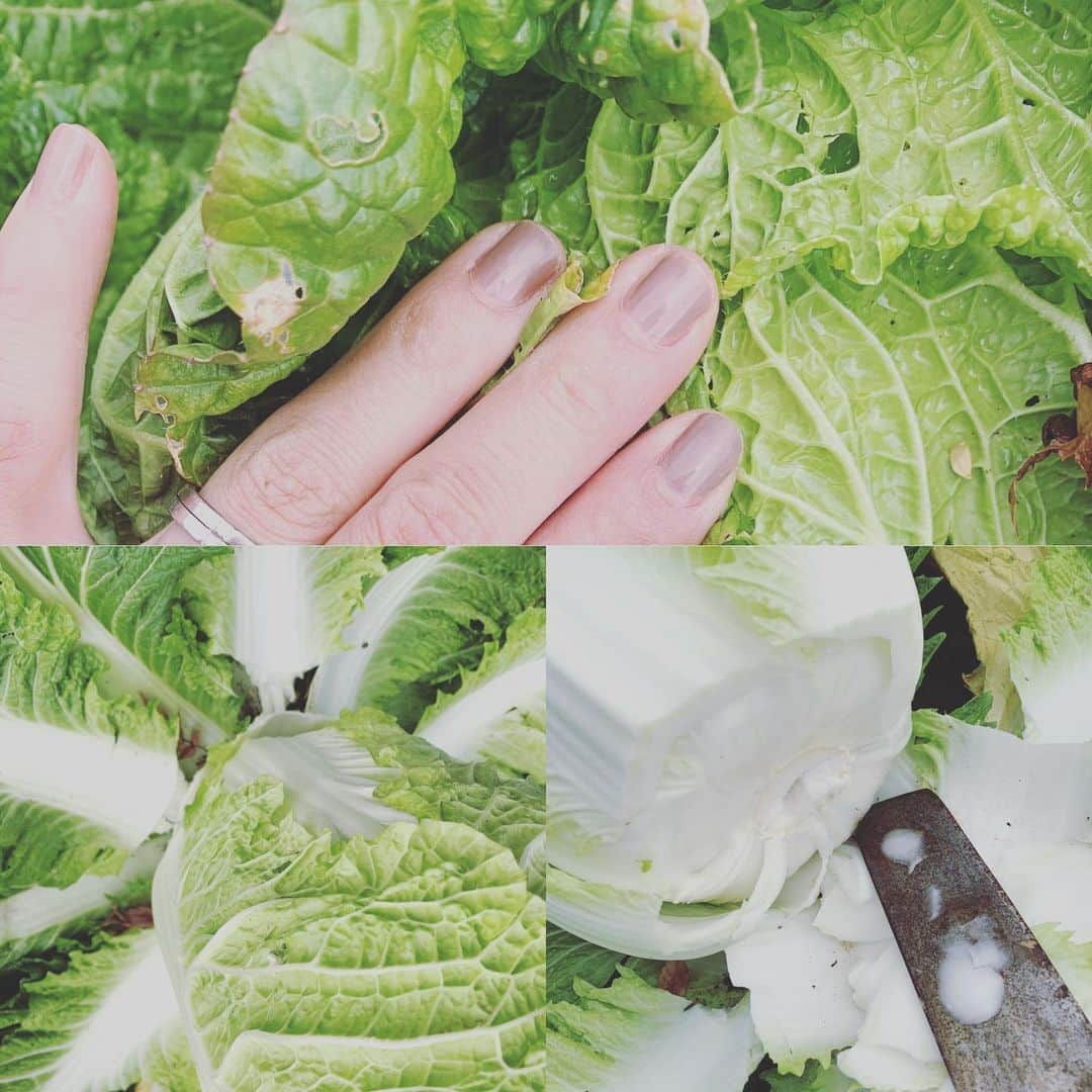 都竹悦子さんのインスタグラム写真 - (都竹悦子Instagram)「父に習った、白菜収穫の仕方。  1.てっぺんを押して、ある程度ギュッと固まっているものを選ぶ。  2.余分な葉っぱを折り広げる。  3.カマなどではなく、包丁で根元をバッサリといく。  #冬のはじまり　#じいちゃんの野菜　#飛騨」11月20日 14時46分 - etsukotsuzuku