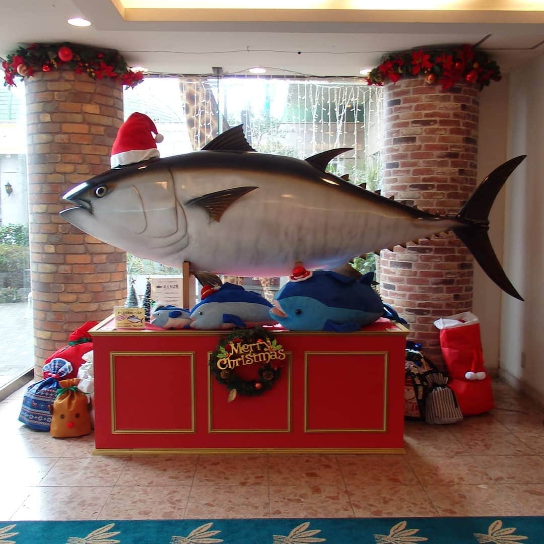 【公式】オーシャンリゾートホテル マホロバ・マインズ三浦さんのインスタグラム写真 - (【公式】オーシャンリゾートホテル マホロバ・マインズ三浦Instagram)「クリスマスの飾り付けがはじまりました。まぐろば君もサンタさんに扮して（？）お出迎えしてます。お願いしたらプレゼントもらえるかな？ . #クリスマス #クリスマスツリー #鮪 #まぐろば君 #まぐろ #マグロ #サンタ #ディスプレイ #イルミネーション #トナカイ #クリスマス旅行 #サンタコスプレ #クリスマスディスプレイ #クリスマスインテリア #ホテルエントランス #ホテルロビー #ホテル装飾 #リゾートクリスマス #神奈川旅行 #maholovaminds #マホロバケーション #マホロバマインズ #三浦 #三浦市 #マホロバ #三浦半島 #マホロバマインズ三浦 #三浦海岸」11月20日 14時59分 - maholova_minds_miura