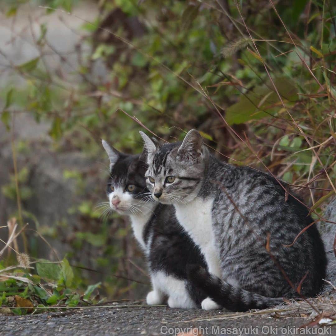 Masayukiさんのインスタグラム写真 - (MasayukiInstagram)「なかよく待てます。  #cat #ねこ」11月20日 14時57分 - okirakuoki