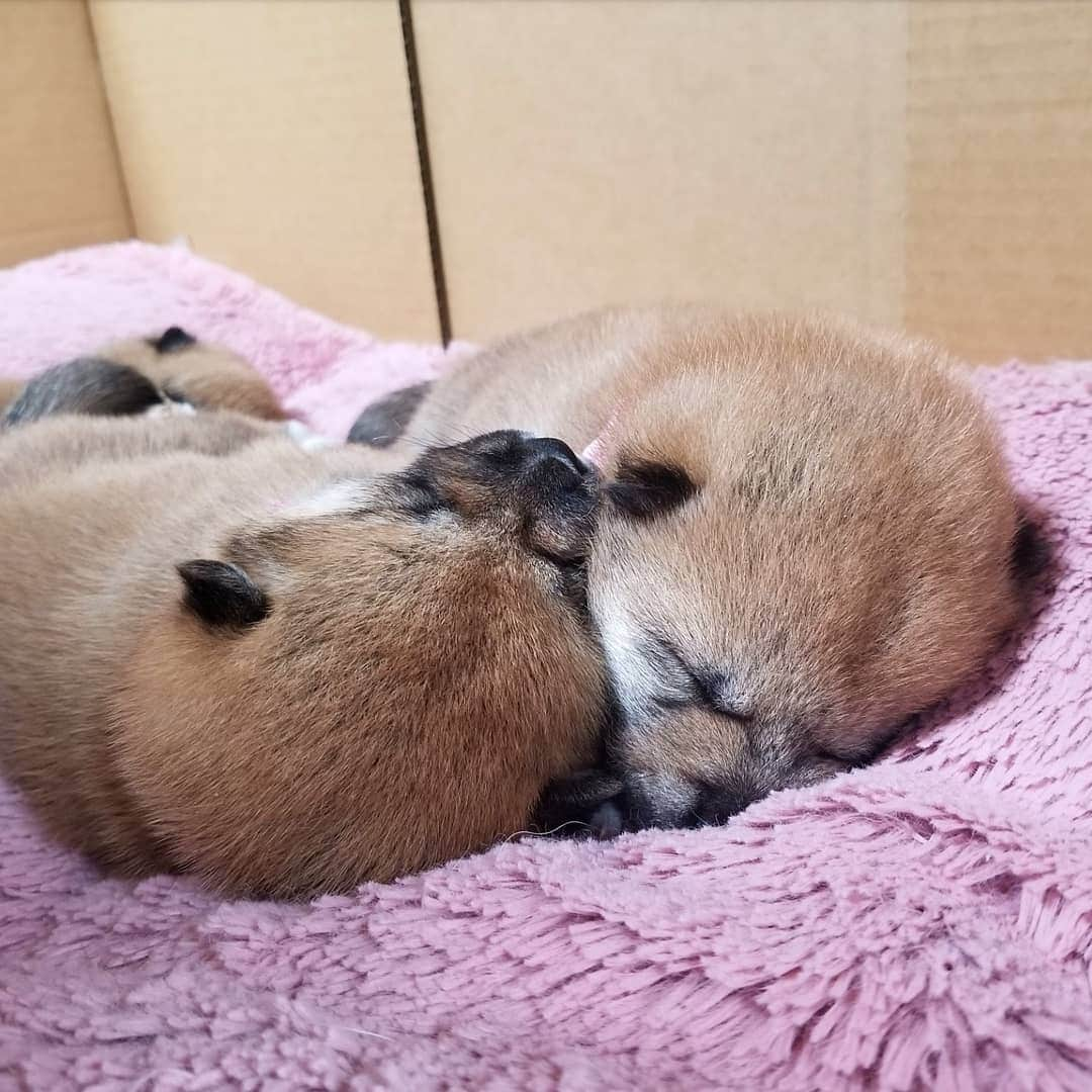 柴犬たま Shibainu Tamaさんのインスタグラム写真 - (柴犬たま Shibainu TamaInstagram)「🐶🐶🐶💤 * #ミケbaby #柴犬コイ #柴犬トロ #柴犬ウニ #おしゅし兄弟 #生後23日目 #仲良し3兄弟 #寝顔 #すやすや #足ピーン #肉球 #ふわもこ #プリケツ #柴犬 #shiba #shibainu #shibastagram #犬 #dog #柴犬赤ちゃん #shibababy #shibainubaby #baby #多頭飼い」11月20日 14時59分 - tama7653