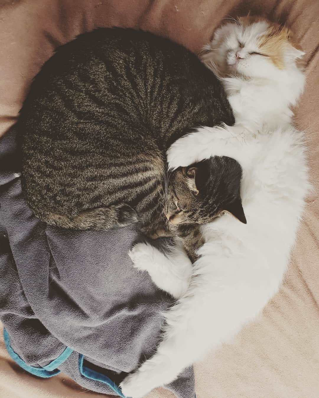 池田香織のインスタグラム：「😪💤 #cat  #zzz」