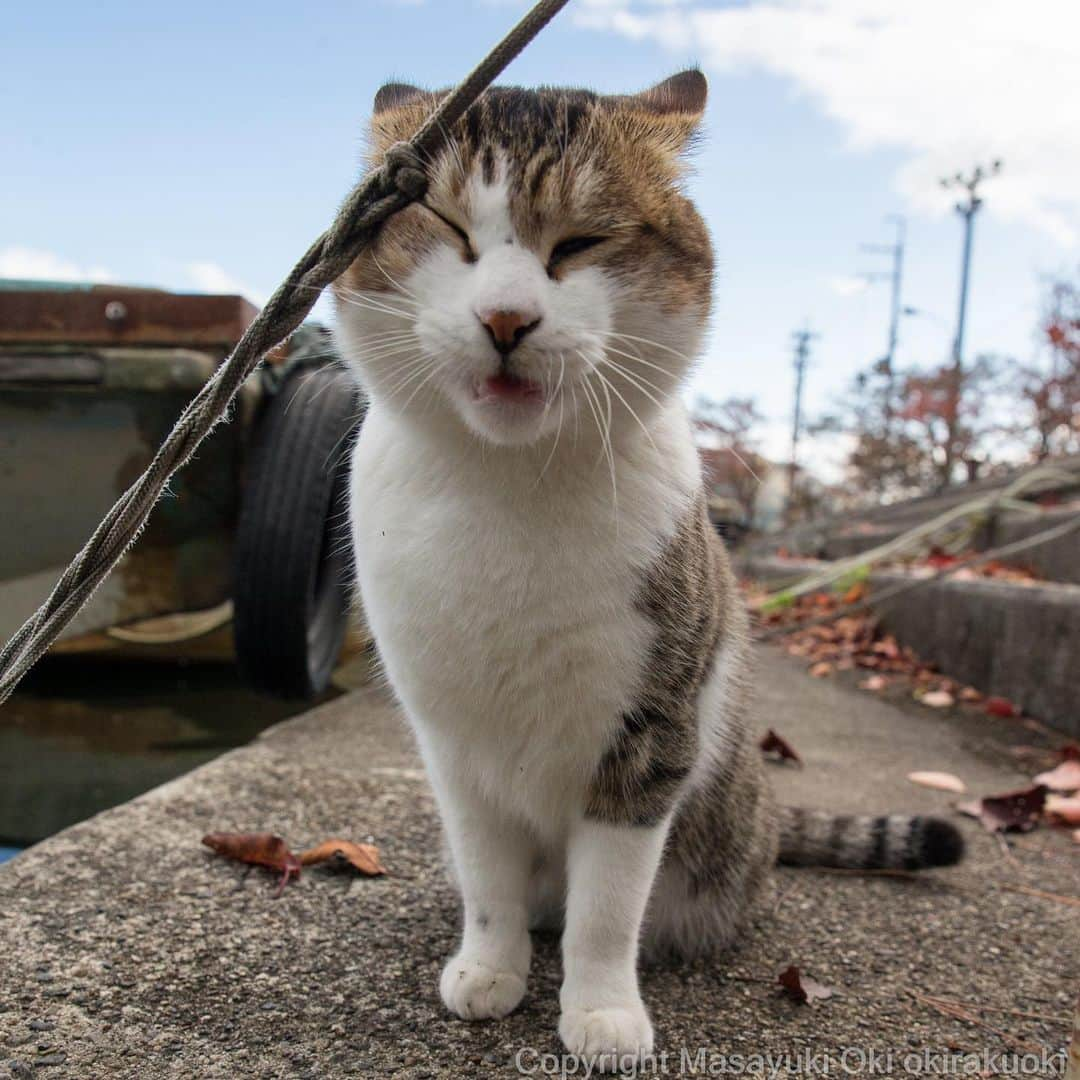 Masayukiさんのインスタグラム写真 - (MasayukiInstagram)「やっぱりヒモが好き！  おはようございます。 Good morning from Shiga⛅️ 🐈11月23日24日 『必死すぎるネコ』ボートレースびわこにてトーク＆写真展 日時 【作品展示】23日・24日/10:00〜16:00 【トークショー】23日/12:33頃〜（1階中央ステージ） 🐈11月24日 さいたまプラザノースでのさいたま市ユーモアフォトコンテストにてトーク 【トークショー】 日時　24日14:00～15:30 【場所】 「 さいたま市 プラザノース」 　多目的ルーム埼玉県さいたま市北区宮原町1-852-1 🐈11月29日『写真絵本 にゃんこ相撲～下町編～』都内ティールーム花にて沖昌之のサイン会 ＆写真展 【作品展示】～29日 【サイン会】29 日  15:00～17:00 【場所】 「ティールーム花」 〒100-0003 東京都千代田区一ツ橋1-1-1 パレスサイドビル1F  #cat #ねこ」11月20日 7時00分 - okirakuoki