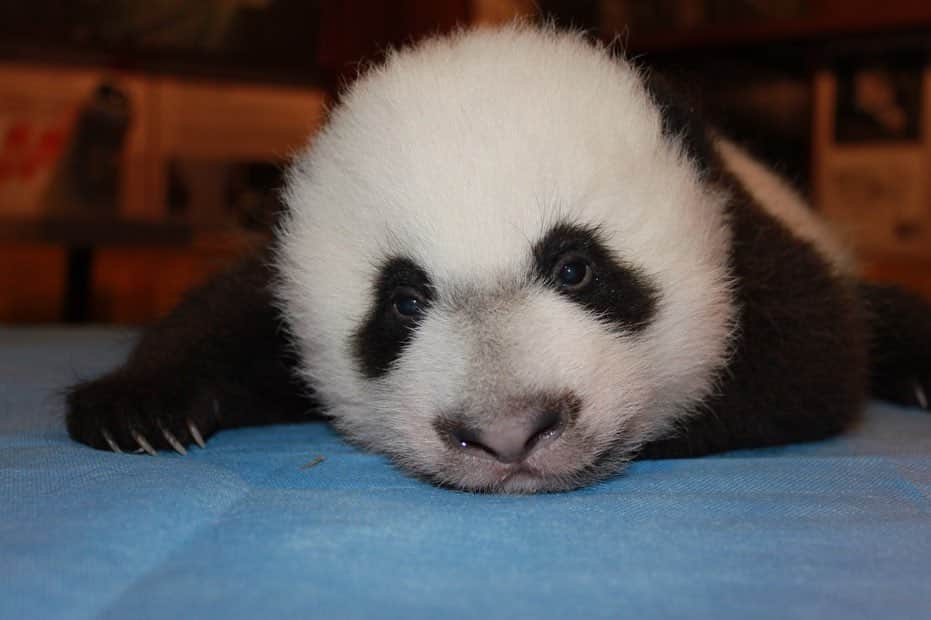 スミソニアン博物館さんのインスタグラム写真 - (スミソニアン博物館Instagram)「They grow up so fast. Today we bid #ByeByeBeiBei to the 4-year-old giant panda, who began his journey to China with 66 pounds of bamboo, his favorite treats, a panda keeper and a vet. Here are some of our favorite photos of Bei Bei's time at @smithsonianzoo, from September 2015—when he was just 2 weeks old—to last month. #PandaStory」11月20日 7時05分 - smithsonian