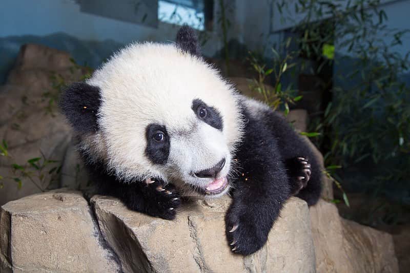 スミソニアン博物館さんのインスタグラム写真 - (スミソニアン博物館Instagram)「They grow up so fast. Today we bid #ByeByeBeiBei to the 4-year-old giant panda, who began his journey to China with 66 pounds of bamboo, his favorite treats, a panda keeper and a vet. Here are some of our favorite photos of Bei Bei's time at @smithsonianzoo, from September 2015—when he was just 2 weeks old—to last month. #PandaStory」11月20日 7時05分 - smithsonian