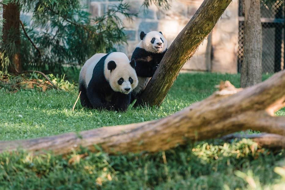 スミソニアン博物館さんのインスタグラム写真 - (スミソニアン博物館Instagram)「They grow up so fast. Today we bid #ByeByeBeiBei to the 4-year-old giant panda, who began his journey to China with 66 pounds of bamboo, his favorite treats, a panda keeper and a vet. Here are some of our favorite photos of Bei Bei's time at @smithsonianzoo, from September 2015—when he was just 2 weeks old—to last month. #PandaStory」11月20日 7時05分 - smithsonian