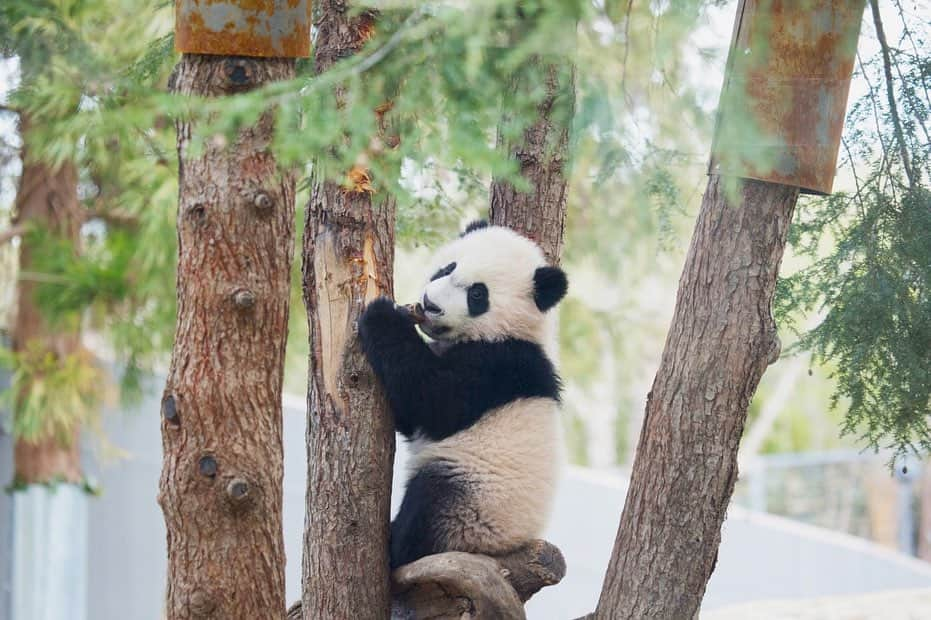 スミソニアン博物館さんのインスタグラム写真 - (スミソニアン博物館Instagram)「They grow up so fast. Today we bid #ByeByeBeiBei to the 4-year-old giant panda, who began his journey to China with 66 pounds of bamboo, his favorite treats, a panda keeper and a vet. Here are some of our favorite photos of Bei Bei's time at @smithsonianzoo, from September 2015—when he was just 2 weeks old—to last month. #PandaStory」11月20日 7時05分 - smithsonian