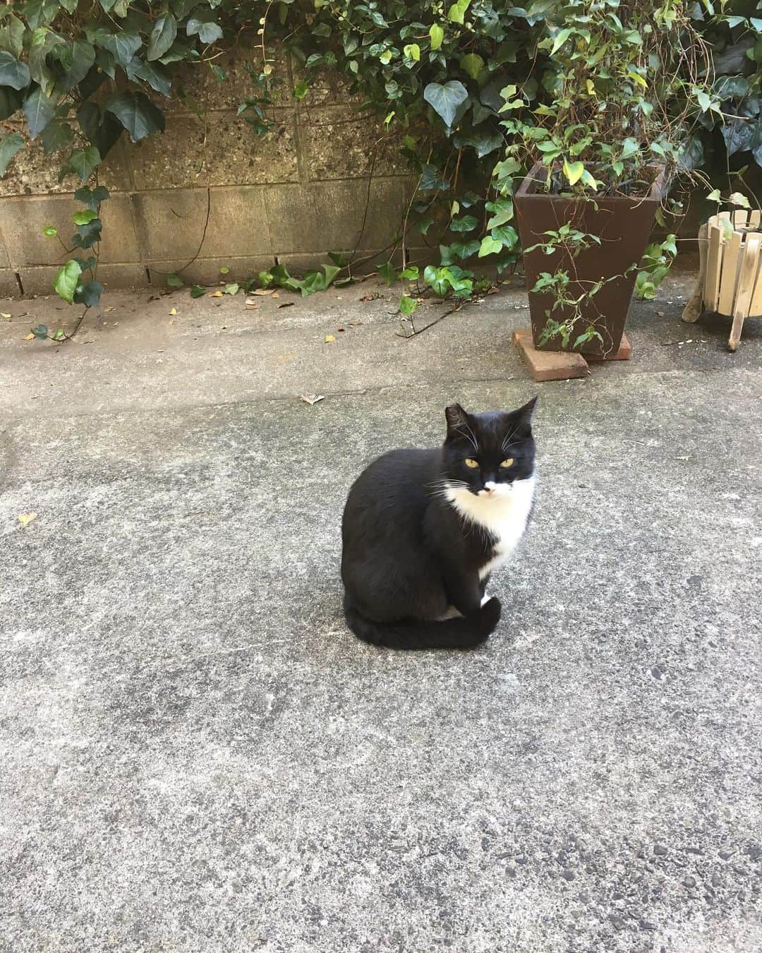 サルボ恭子さんのインスタグラム写真 - (サルボ恭子Instagram)「おはようございます。﻿ ﻿ ﻿ #元気です#上から見ると黒猫#サルボ恭子#kyokosalbot」11月20日 7時24分 - kyokosalbot