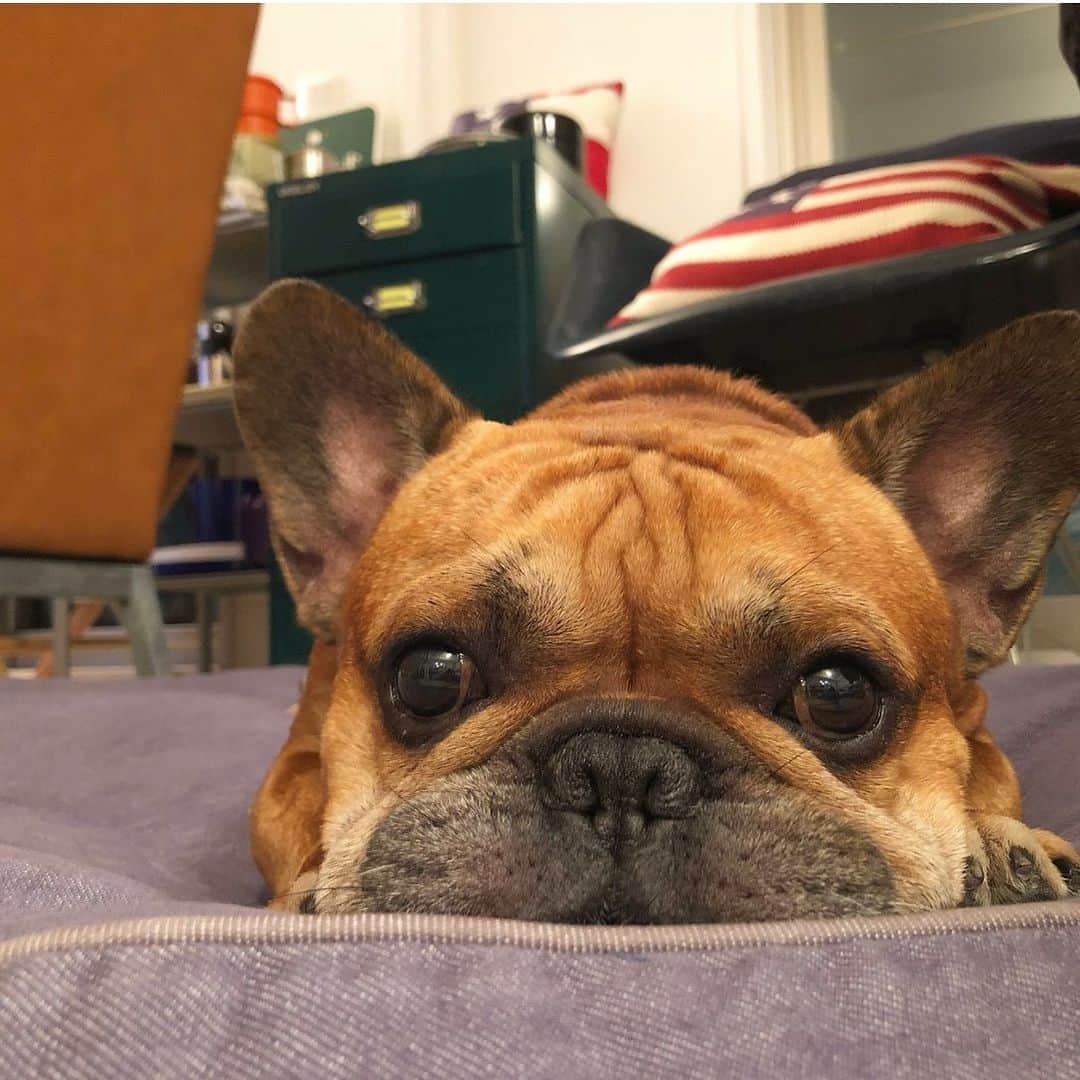 Trs0609さんのインスタグラム写真 Trs0609instagram ふと見るといつも目が合う ストーカー坊や Frenchbulldog Frenchies1 Frenchieworld Redfawn フレンチブルドッグ フレブル フォーン 11月日 7時34分 Trs0609