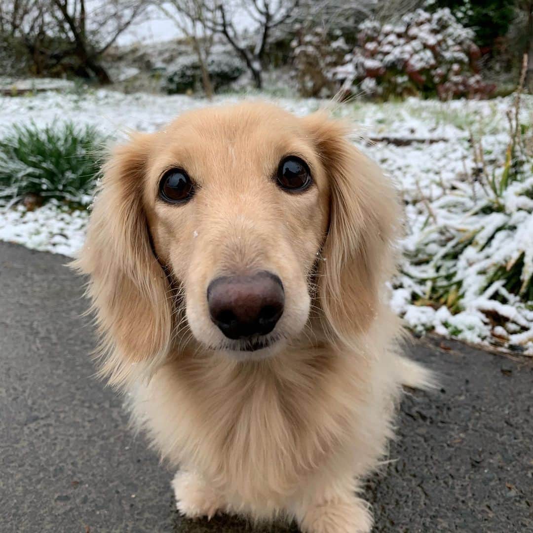 ハッチ＆ニコのインスタグラム：「Good morning ❄️ 今年もとうとう来てしまったのだ#初雪  #カメラ嫌い同好会 #pecoいぬ部 #犬の生活が第一 #癒しわんこ #dachshund #犬バカ部 #短足部 #ふわもこ部 #tokyocameraclub #東京カメラ部」
