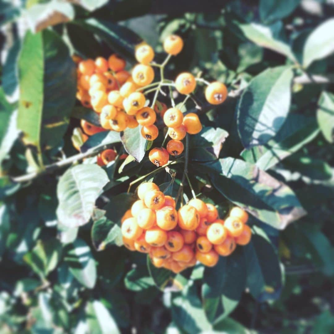 中野敬久さんのインスタグラム写真 - (中野敬久Instagram)「#orange #whatarethey #ripe #morning #wonder」11月20日 8時10分 - hirohisanakano