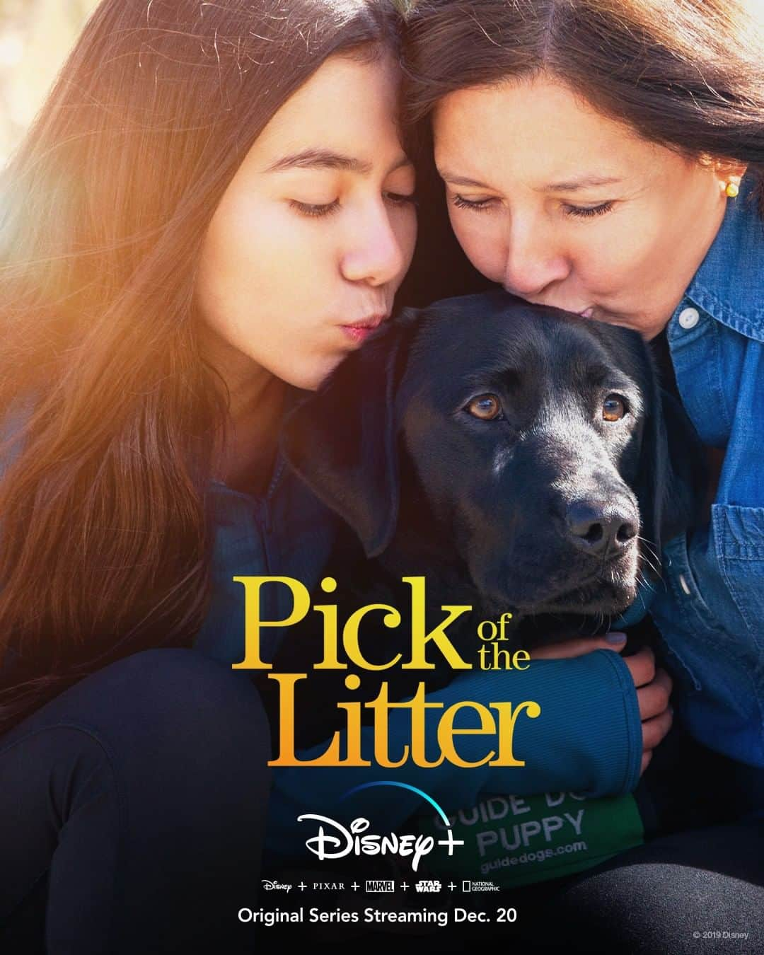 Disneyさんのインスタグラム写真 - (DisneyInstagram)「Every guide dog has its day. Start streaming the @DisneyPlus Original Series Pick of the Litter on December 20. #DisneyPlus」11月20日 8時30分 - disney