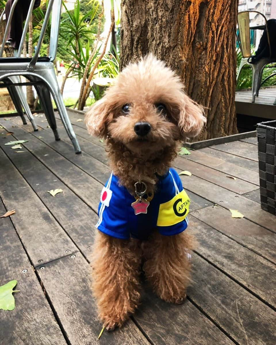 日々野真理さんのインスタグラム写真 - (日々野真理Instagram)「キャプテンココア⚽️ ・ #キャプテン #愛犬 #サッカー犬」11月20日 8時40分 - marihibino1031