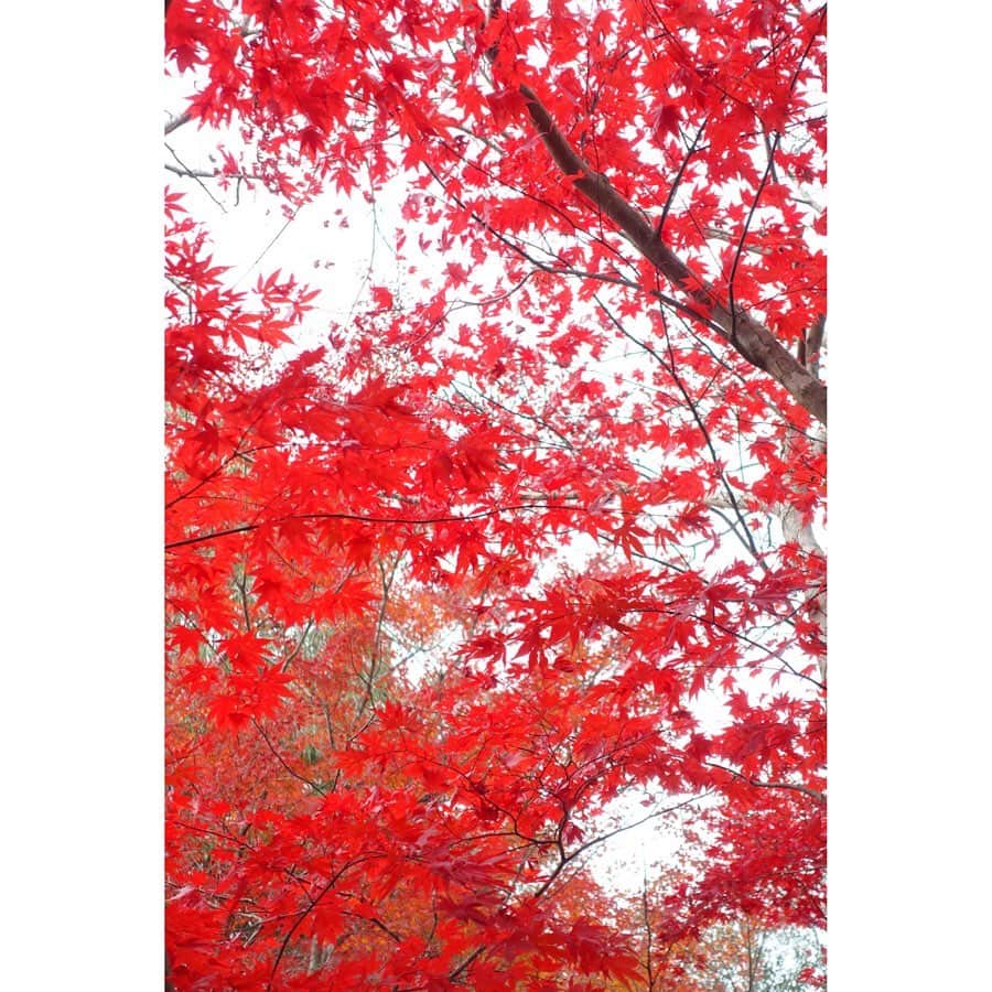 清水のぶよさんのインスタグラム写真 - (清水のぶよInstagram)「・ 今週のFMちゅーピー　#朝ラジ　 オープニングでお話した尾関山公園の紅葉。 まさに今が見頃で、赤色がとても温かい印象でした。  さて、万葉集コーナーで紹介した歌ですが 出張の多い私は思いっきり感情移入してしまう内容でした。 出張先で子供の好物を見ると 食べさせてあげたいなぁ…と思うのは 万葉の時代も現代も変わらないですね。  とても心温まる歌でした。 どんな歌かはこちらをご覧ください。 https://twitter.com/nobuyoshimizu/status/1196928342873657344?s=21  @@@@@@@@@@@@@@@@@@@@@@@@  来週も元気にお届けします！！ FMちゅーピー76.6MHz 「朝ラジ〜噂のラジオ〜」 毎週火曜日8:00〜10:30 生放送  日本全国どこでもホームページから お聴きいただけます。  http://chupea.fm/  Twitterからも #朝ラジ をつけて メッセージをお送りください！！ ⁦ @fmchupea⁩ です。  メールはこちらから お送りください。  asa@chupea.fm @@@@@@@@@@@@@@@@@@@@ #2019年 #紅葉 #もみじ #尾関山公園 #ラジオdj  #アナウンサー #フリーアナウンサー #FMちゅーピー #朝ラジ #パーソナリティ #清水のぶよ」11月20日 8時41分 - meika_shimizu