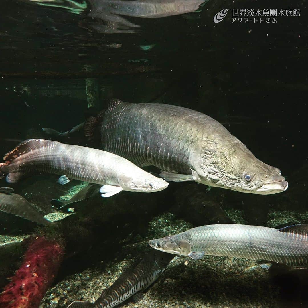 世界淡水魚園水族館 アクア・トト ぎふのインスタグラム：「アマゾン川の水槽にピラルクーが2匹仲間入りしましたよ！以前からいる個体と比べるとサイズはまだまだ小さいですが、これからの成長が楽しみです♪  #アクアトト #アクアトト岐阜 #アクアトトぎふ #ピラルクー #世界最大級の淡水魚 #アマゾン川 #ピラルクーは全部で4匹 #pirarucu #arapaima」