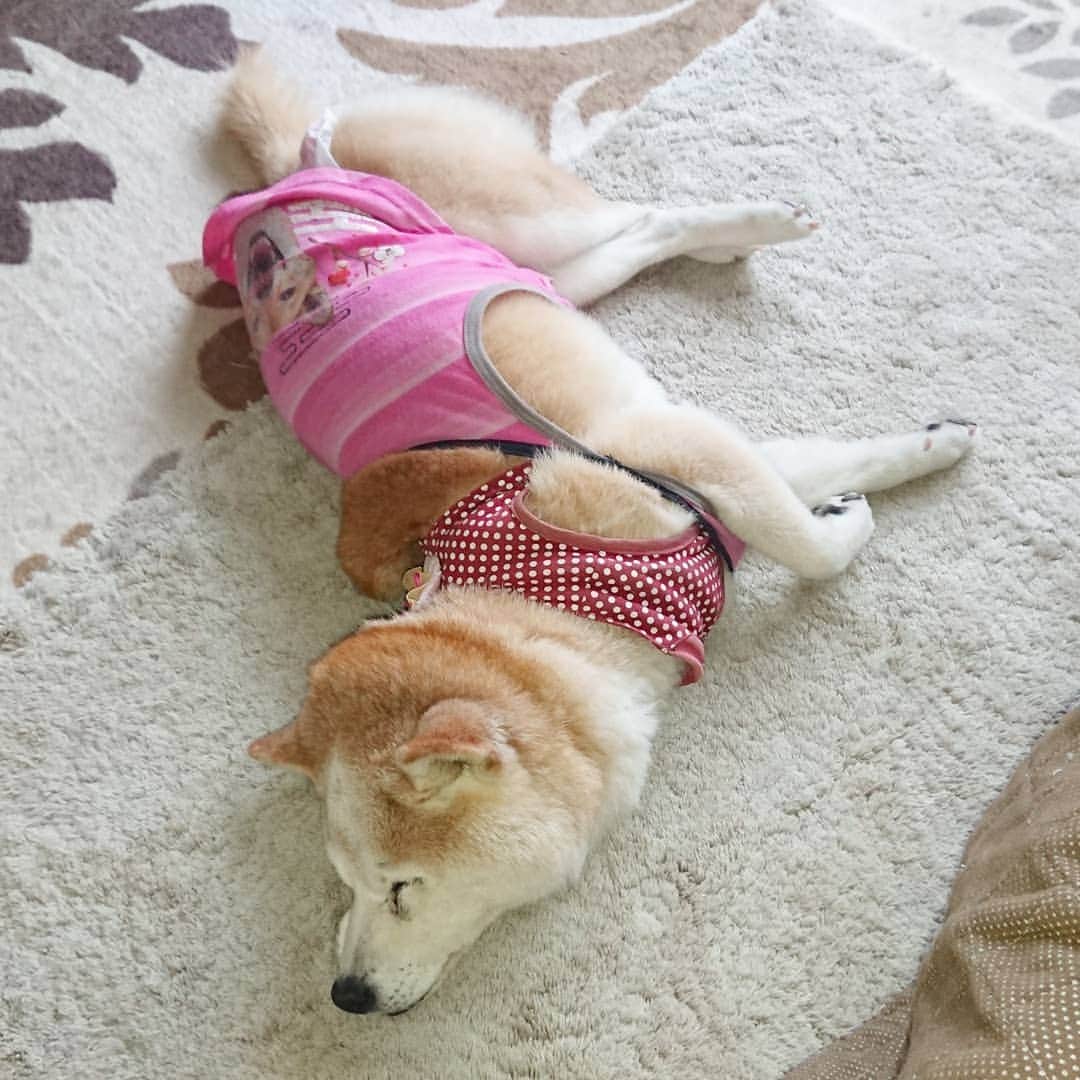 柴子さんのインスタグラム写真 - (柴子Instagram)「おはようございます。 柴子(仮名)さん、すごい寝相だけど首は大丈夫かい？？(^_^;) #柴犬　#shibainu #shibastagram  #柴犬の寝相」11月20日 9時59分 - senogawadogs