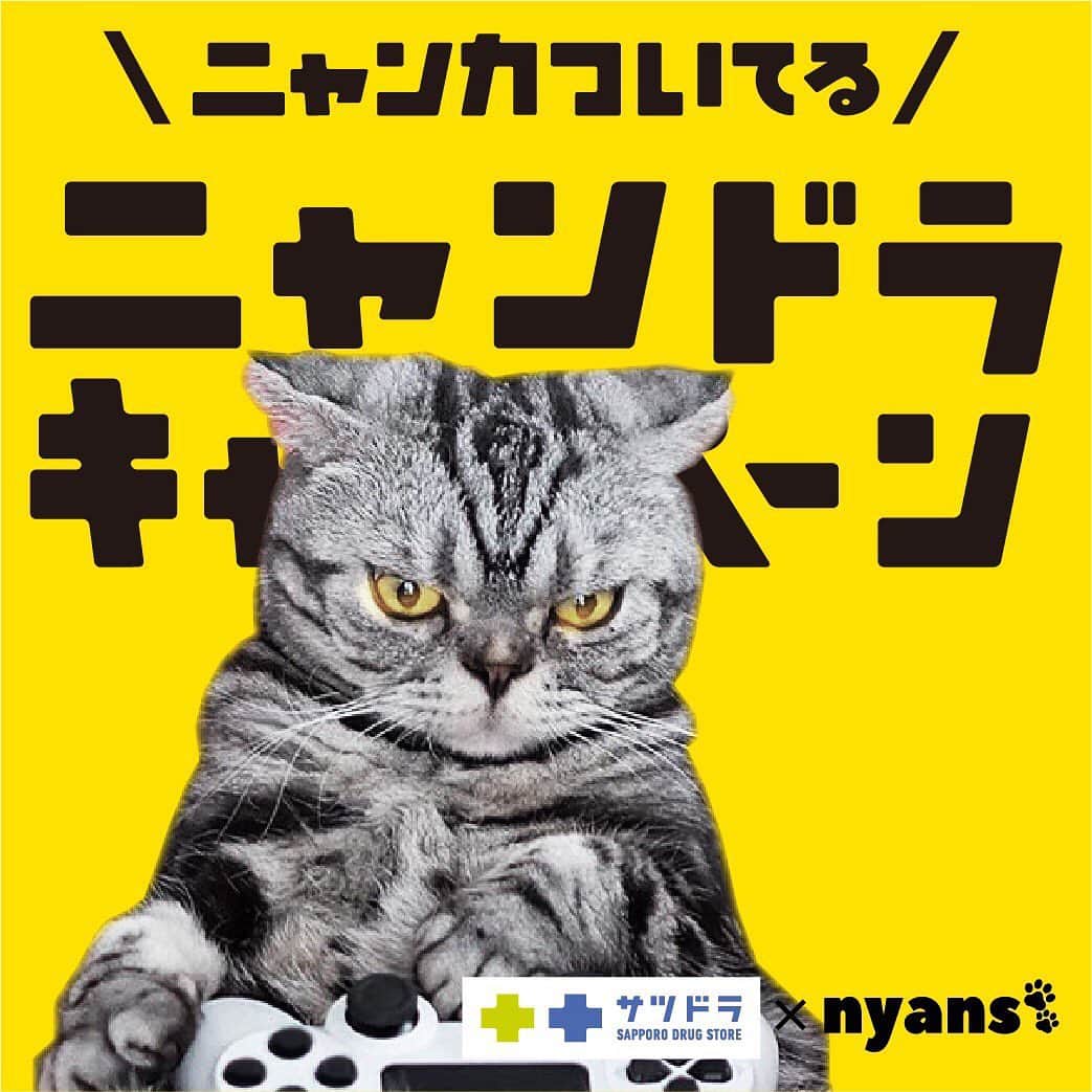 Shishi-maruのインスタグラム：「🐾nyans 猫社員で「裏ボス」の肩書きを持つししまるが「ニャンズカード」になりました！﻿ ﻿ 🐈この「ニャンカ」は北海道のサツドラ(サッポロドラッグストア)さんの店頭に11月12日から並ぶそうです。﻿ うちの子だけでなく合計24匹のユニークな猫ちゃんたちいるので、ぜひ手にとってみてください！﻿ ﻿ 🎯激レア当たりカードが出ると、「HDペットカメラ」や「カリカリマシーン」が必ずもらえるそうです。カリカリマシーン、うちも使っていますがとっても便利です。当たらなくても集めてもらえるキャンペーンがあるので、楽しんでゲットしてみて下さい。﻿ ﻿ https://satudora.jp/nyandora/﻿ ﻿ #ニャンズカード#ニャンドラキャンペーン」