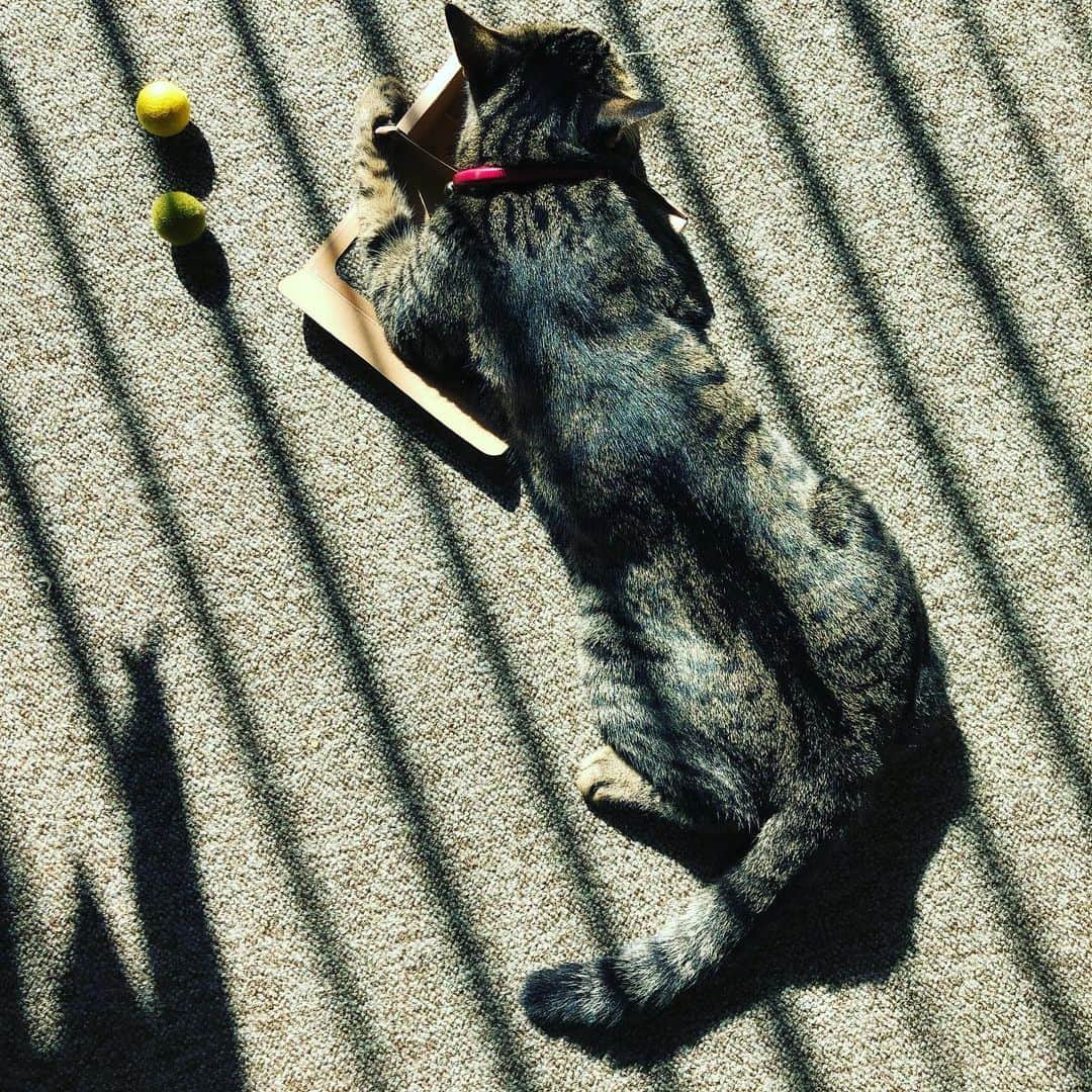 田中杏子さんのインスタグラム写真 - (田中杏子Instagram)「おはようございます。  昨日、お邪魔した@wanwanhogoさんのポップアップショップで見つけた、 猫用のウールボールをいたく気に入った様子の愛猫ベニ。  おまけに箱に入ろうとしてます。 🤣🤣💢 #akotanaka #wanwanhogo #保護猫 #里親という選択肢を」11月20日 10時05分 - akoakotanaka