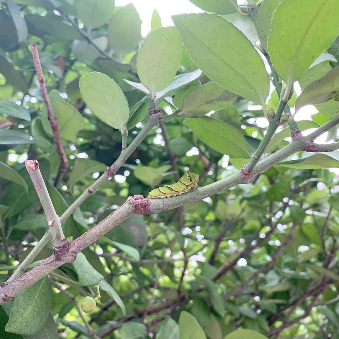 カン・ハンナさんのインスタグラム写真 - (カン・ハンナInstagram)「귀여운 나비애벌레🐛✨ . #귀피를흘리는여자 #드라마스테이지」11月20日 10時52分 - k_hanna_