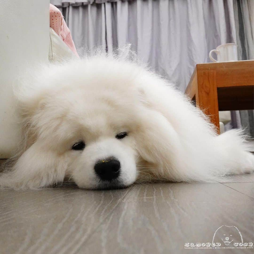 Alex Toさんのインスタグラム写真 - (Alex ToInstagram)「😪😪😪 #cute #dog #doglover #dogsofinstagram #dogoftheday #dogofthedayjp #dogstagram #fluffy #hkig #hongkong #ilovemydog #instadog #instagood #instamood #instagraphy #shibainu #samoyedoninstagram #pet #petlovers #petsofinstagram #petstagram #photooftheday #puppy #pupsofinstagram #samoyed #samoyedsofinstagram #webstagram #犬 #サモエド」11月20日 11時57分 - alexto