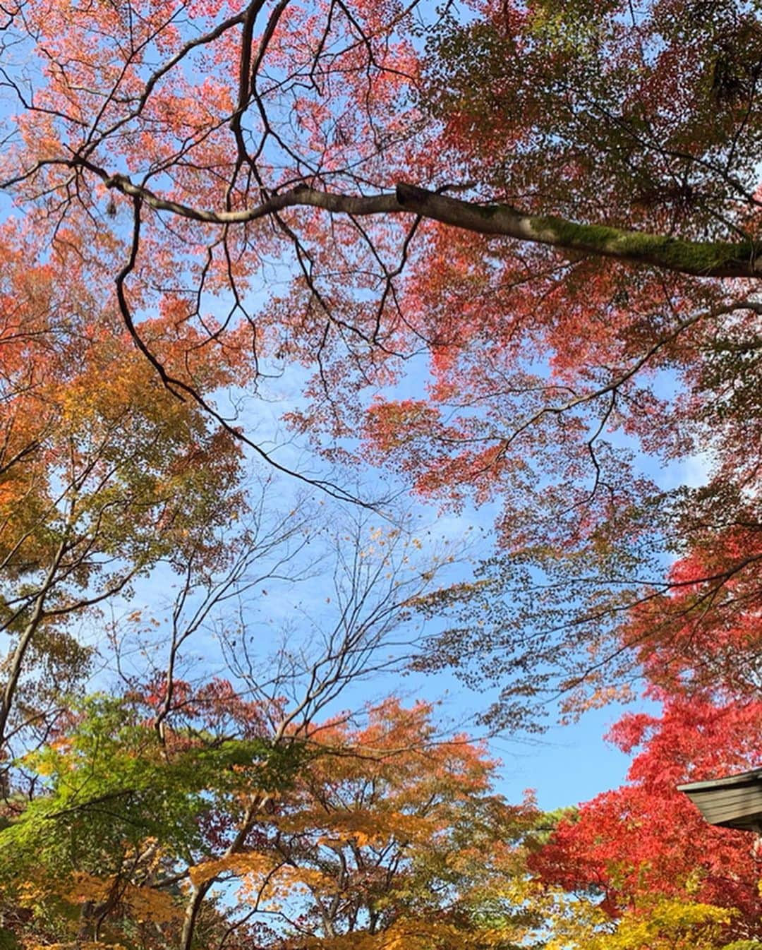 信長ゆかりさんのインスタグラム写真 - (信長ゆかりInstagram)「. きれい☺️🍁 花は里より咲き始め 紅葉は山より染め初むる . 最近一気に冷え込んだ気がするけど それが色づきを綺麗にすると思うと まぁいっかってなるなぁ🥰 #紅葉 #風邪には注意🤧  楓はO型だと赤い紅葉に AB型だと黄色い紅葉になるらしい 私はO型だから赤い紅葉推し👍笑  けど結局 #花より団子 ならぬ #紅葉よりきなこだんご ですわ(๑˃̵ᴗ˂̵)」11月20日 11時59分 - 03yu_kari30