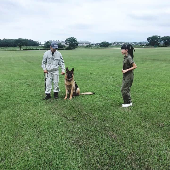 のインスタグラム：「潮製作所の番犬でシェパードの賢いシオン君と仲良くなりたいけど、まだちょっと怖い菜桜です😊 メイクさん等に促されて勇気出して近づいてみたものの、、、。この距離感、、、次会った時はもう少し近くに居られるかな🤣💦でも可愛かったなぁ💓  @hollywoodlatte#キッズモデル #ハリウッドラテ#kids#happy #cute #fashion #girl #smile #女の子 #love#笑顔#盆栽#高松#ハリウッドラテ#大里菜桜#大里 菜桜インスタ#ボンクラ#たか松BONSAI大使#高松空港 大使#世界盆栽プロジェクト#潮製作所」