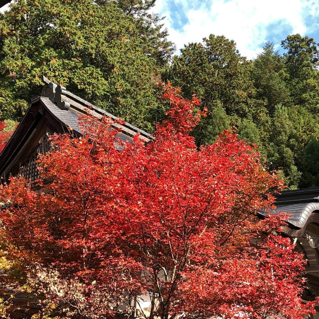 City of Kyoto Official Accountのインスタグラム：「紅葉だより2019🍁更新中 https://ja.kyoto.travel/flower/momiji/  写真は11/18の常照皇寺さんの様子です。（写真は常照皇寺さんからご提供いただきました。） #京都 #京都ジェニック #秋 #紅葉#もみじ #常照皇寺 #🍁 #未来に残したい京都 #京都好きな人と繋がりたい #庭園  #visitkyoto #kyotogenic #autumninkyoto  #joshokoji #fallfoliage #maple #maplemania #mapleleaf #autumnleaves #kyototravel #japantrip #autumn #kyototrip #garden 🍁Kyoto Fall Foliage Calendar 2019🍁 https://fallfoliage.kyoto.travel/」